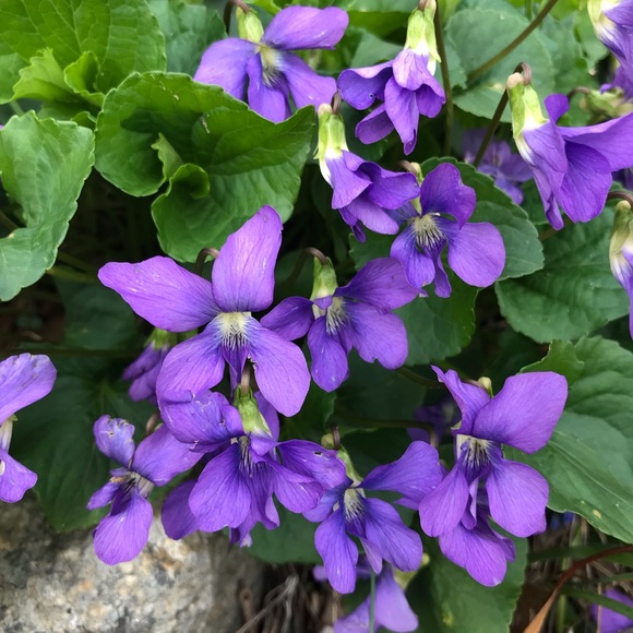 Meet your Posher, Margit - Picture 3 of 8